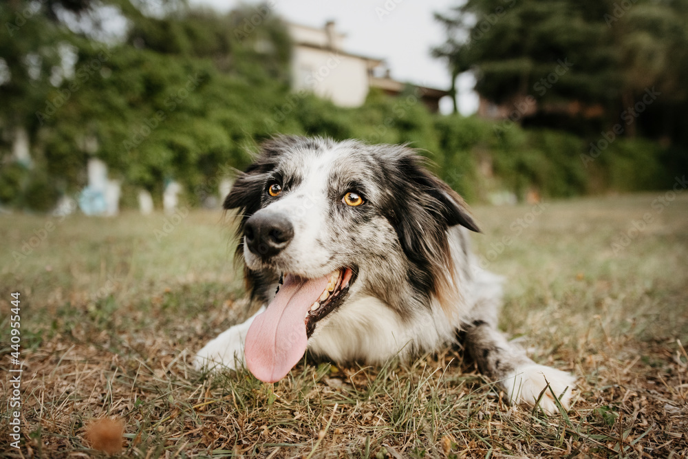 Portrait border collie training and thirsty on dry grass. Summer season. Portrait border collie training and thirsty on dry grass. Summer season.