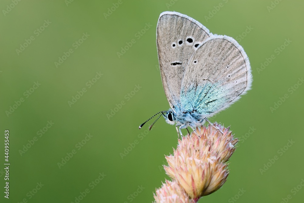 Large Blue butterfly sitting on colorful meadow grass. Side view, close up. Blurred natural green background. Genus species Maculinea arion. Large Blue butterfly sitting on colorful meadow grass. Side view, close up. Blurred natural green background. Genus species Maculinea arion.