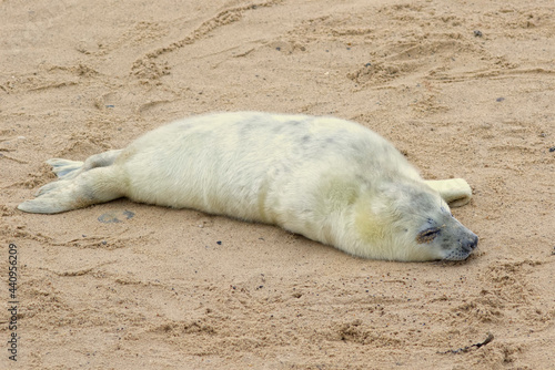 Grey seal pup on the breeding beaches in North Norfolk.