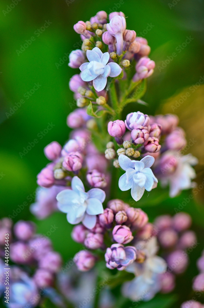 Lilac flowers on a branch in the garden in spring Lilac flowers on a branch in the garden in spring