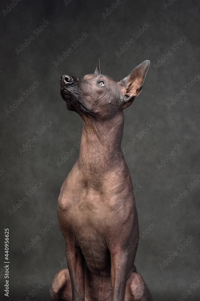 Studio shot of Xoloitzcuintli dog