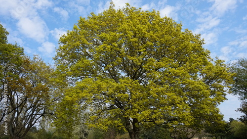 tree and sky