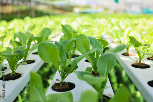 Hydroponics system for growing vegetables in the trough for healthy food in the vegetable farm.