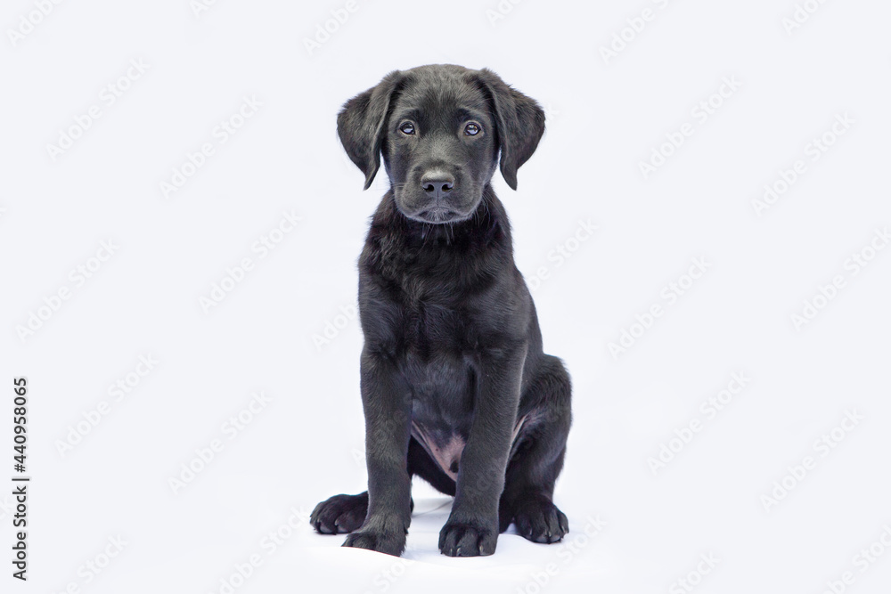 Labrador pup zittend op foto
