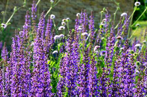 perennial beds in street plantings. Variegated rich stands of prairie hardy flowers blooming profusely like a meadow. concrete interlocking sidewalks in gray photo