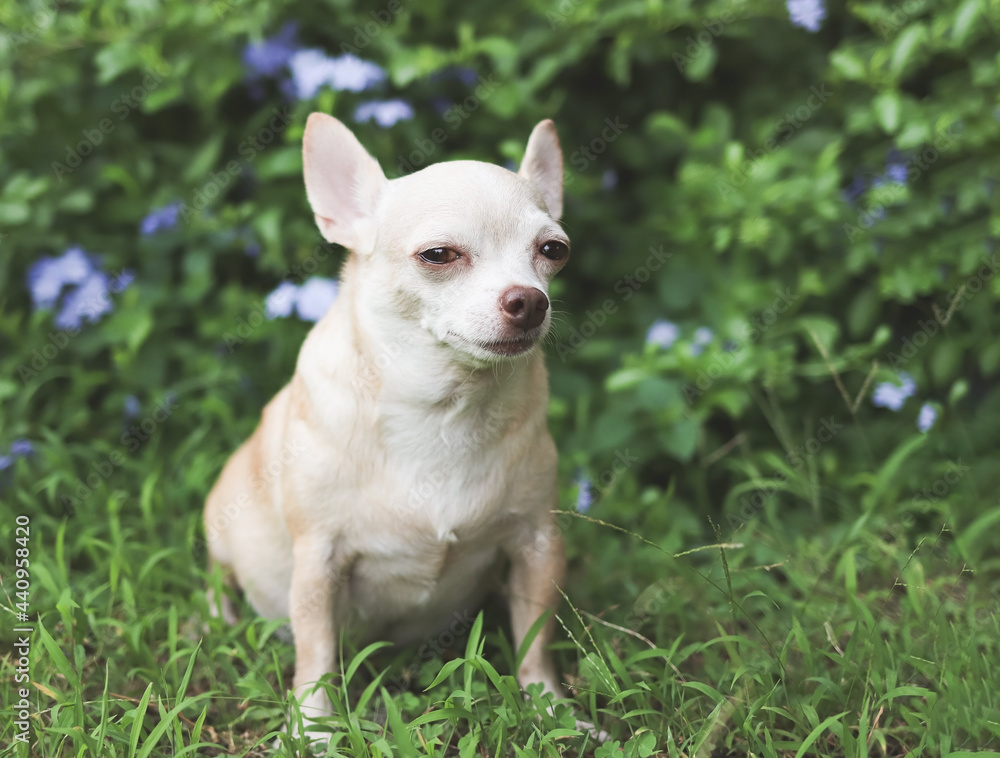 brown short hair Chihuahua dog sitting on green grass in the garden, looking sideway sadly at camera. Dog behavior concept. brown short hair Chihuahua dog sitting on green grass in the garden, looking sideway sadly at camera. Dog behavior concept.