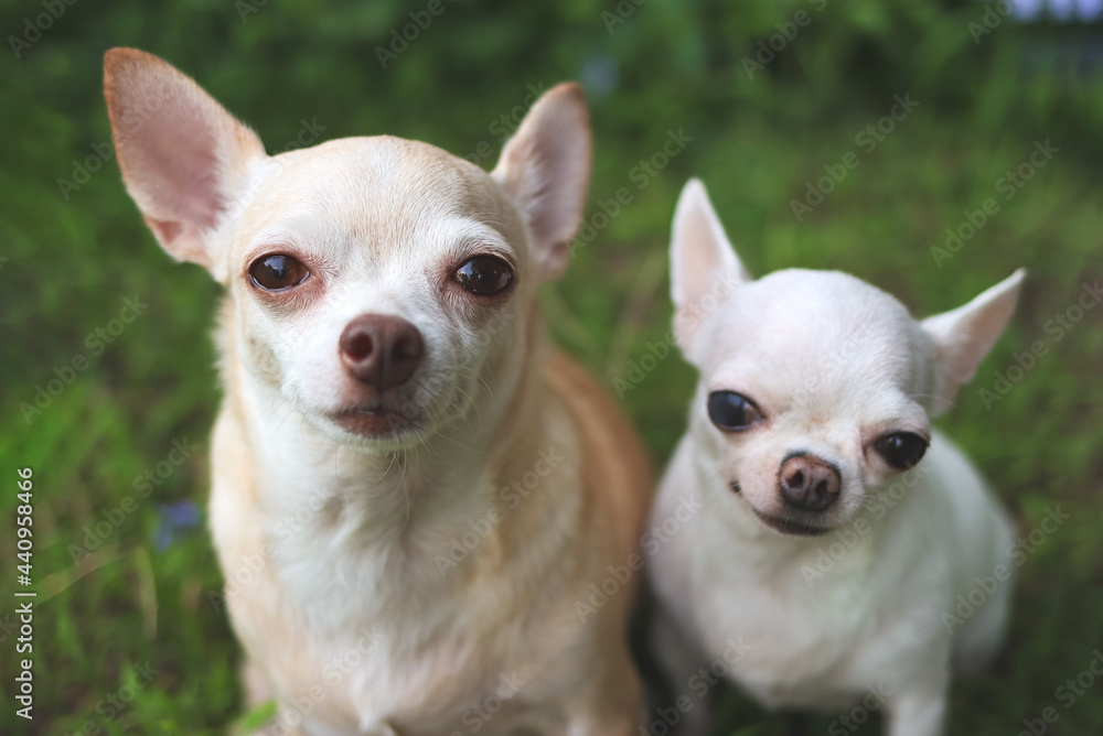 two difference size Chihuahua dogs sitting on green grass in the garden, smiling and looking at camera, selective focus on big dog.