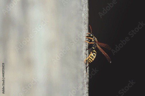 Polistes nimpha, dominula-group Paper Wasps. Black and yellow wasp close-up in profile on a wooden vertical light gray wall in sunlight against a black background outdoors. 
 photo