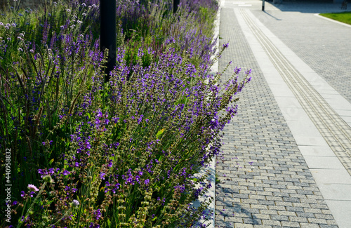 perennial beds in street plantings. Variegated rich stands of prairie hardy flowers blooming profusely like a meadow. concrete interlocking sidewalks in gray photo