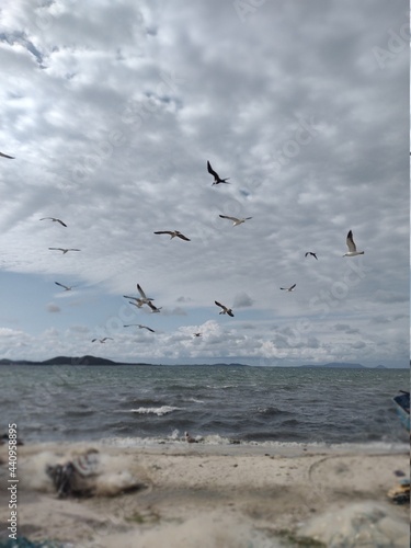 seagulls on the beach