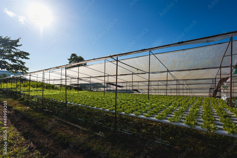 Hydroponics vegetable farm grown on water