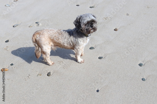 Perrito posando en Playa © Puchy