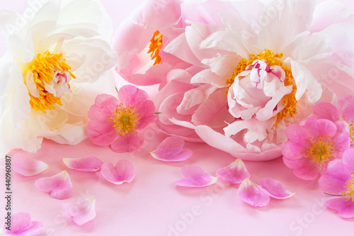 Pink and white peonies, wild rose flowers on a pink background, blur, selective focus. Card for the wedding, mother's day, holidays.