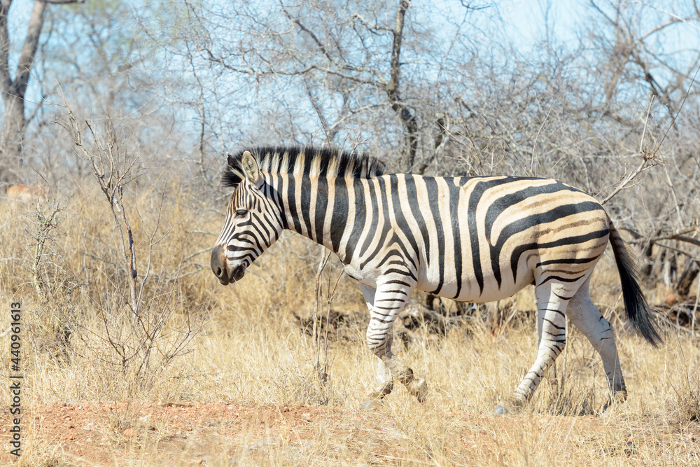Burchell's Zebra (Equus burchelli) walking on savanna, Kruger National Park, South Africa. Burchell's Zebra (Equus burchelli) walking on savanna, Kruger National Park, South Africa.