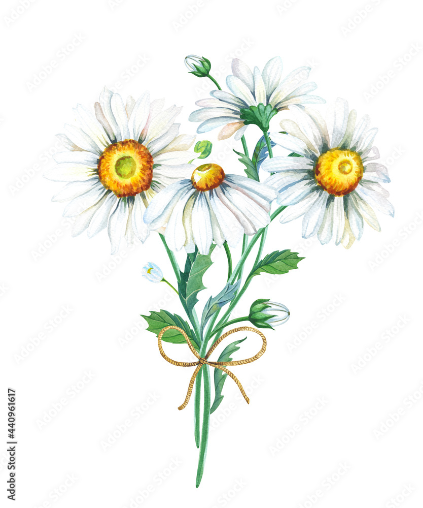 Bouquet of chamomile. Cute realistic flower for decoration design. Watercolor