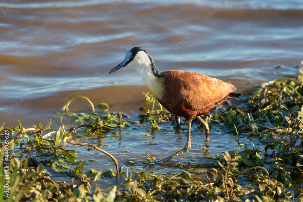 African jacana (Actophilornis africana) foraging on lake shore, Kruger national park, South Africa.