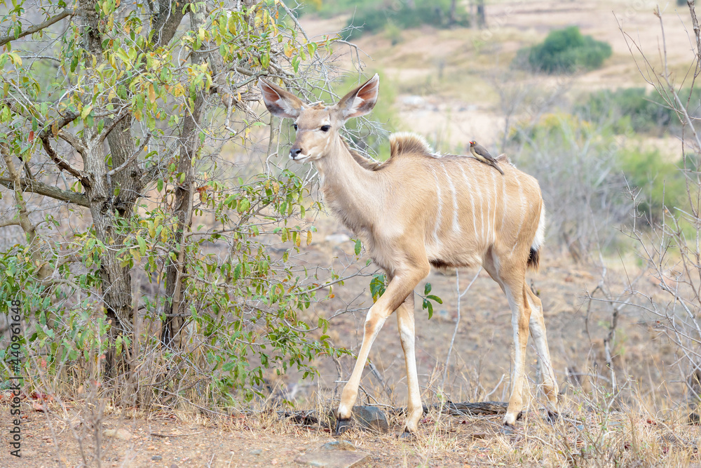Fototapeta premium Greater Kudu (Tragelaphus strepsiceros) juvenile with red-billed oxpeckers (Buphagus erythrorhynchus), Kruger national park, South Africa.