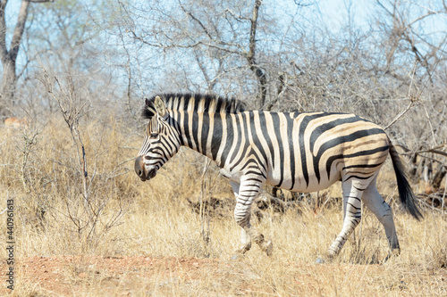 Burchell s Zebra  Equus burchelli  walking on savanna  Kruger National Park  South Africa.