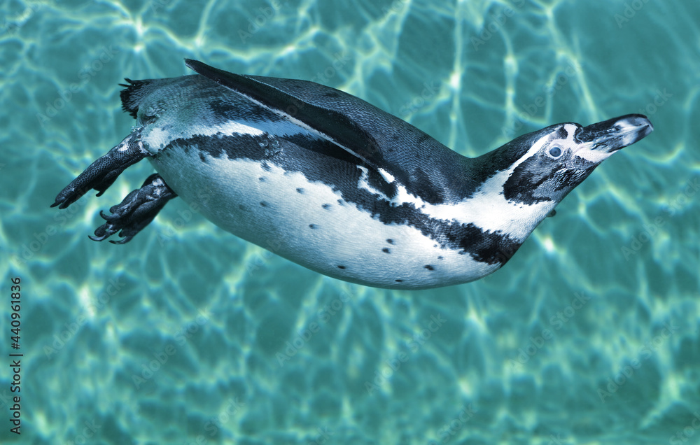 Fototapeta premium penguin in water