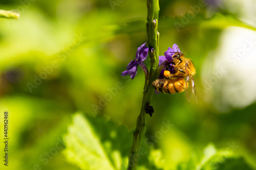 Bee on violet flower