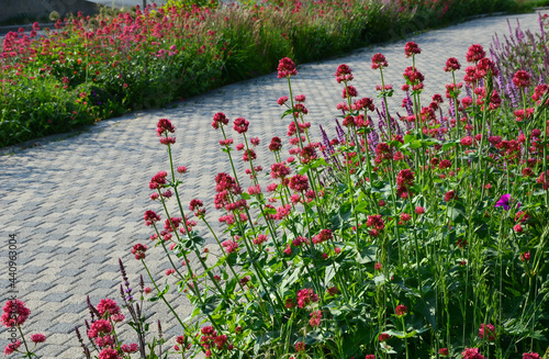 perennial beds in street plantings. Variegated rich stands of prairie hardy flowers blooming profusely like a meadow. concrete interlocking sidewalks in gray photo