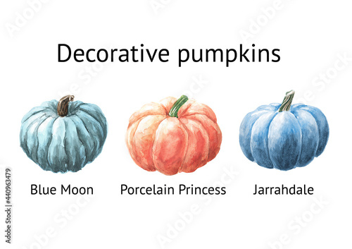 Decorative pumpkins set. Blue Moon, Porcrelain Princess, Jarrahdale. Watercolor hand drawn illustration isolated on white background