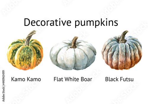 Decorative pumpkins set. Kamo Kamo, Flat White Boar, Black Futsu. Watercolor hand drawn illustration isolated on white background