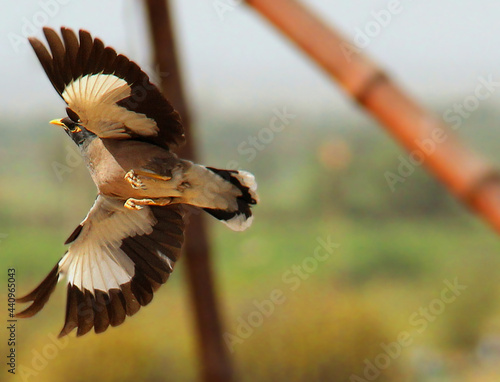 Mayna Takeoff to survive photo