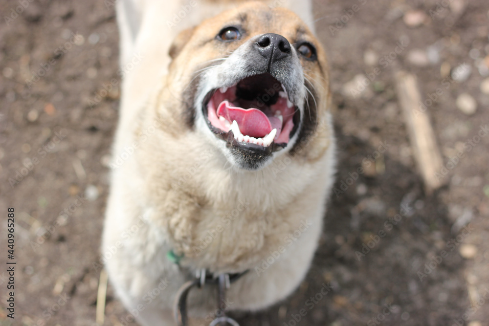 dog running with open mouth, white teeth and tongue visible in mouth, dog scaring concept