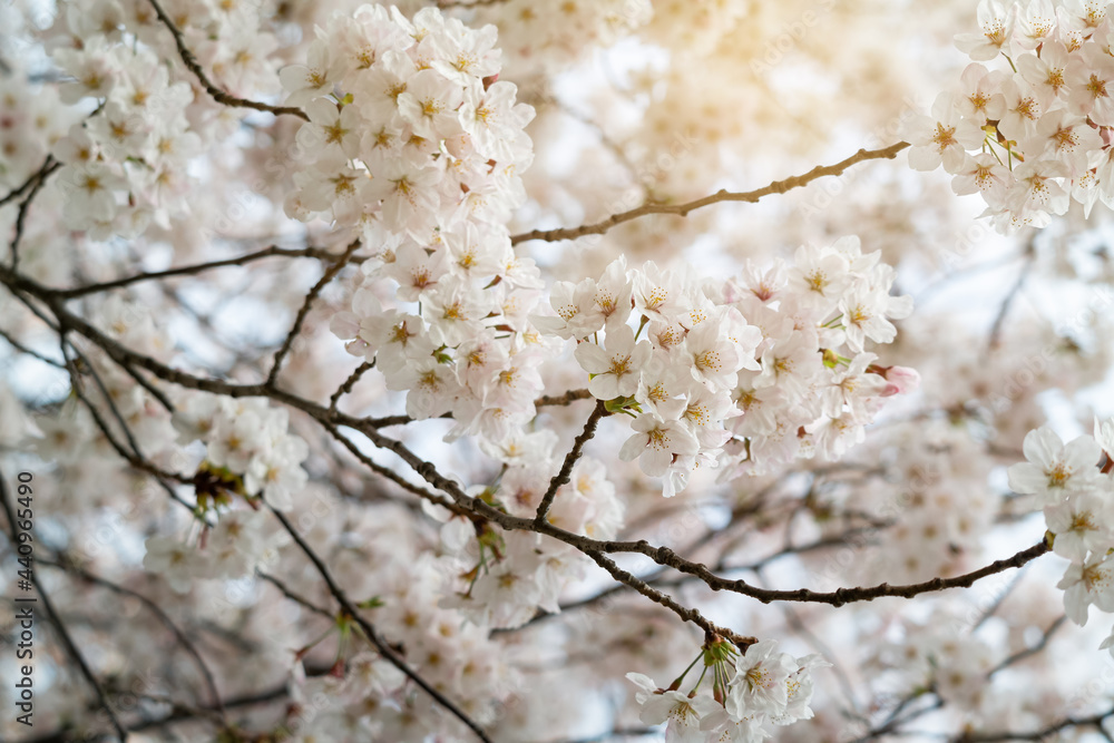 Beautiful spring cherry blossoms were in full bloom in the sunlight of the sky. Beautiful spring cherry blossoms were in full bloom in the sunlight of the sky.