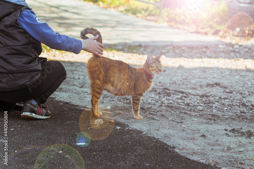 A boy is stroking a red-haired street cat with a collar, which has lifted its tail on a bright sunny day.