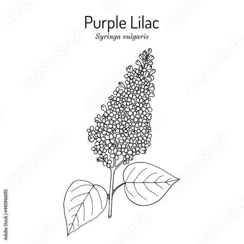 Purple lilac Syringa vulgaris state flower of New Hampshire