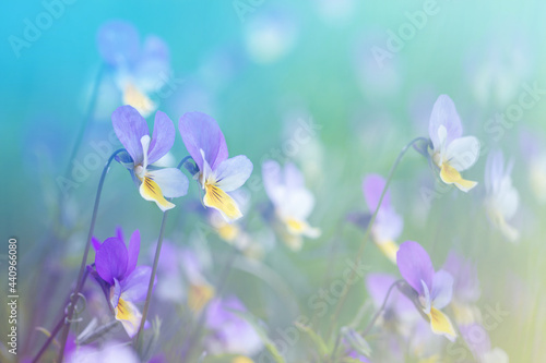 meadow flowers, purple and yellow violets among the grass, sunny day, summer background © Елена Челышева