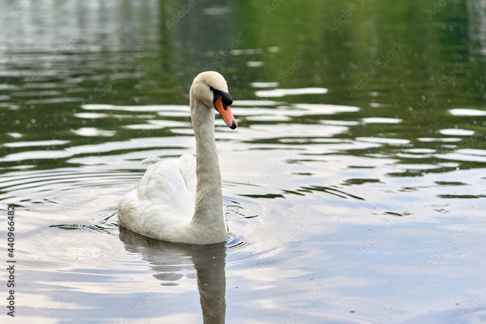 A white swan with a long neck and a red beak floats on the water A white swan with a long neck and a red beak floats on the water