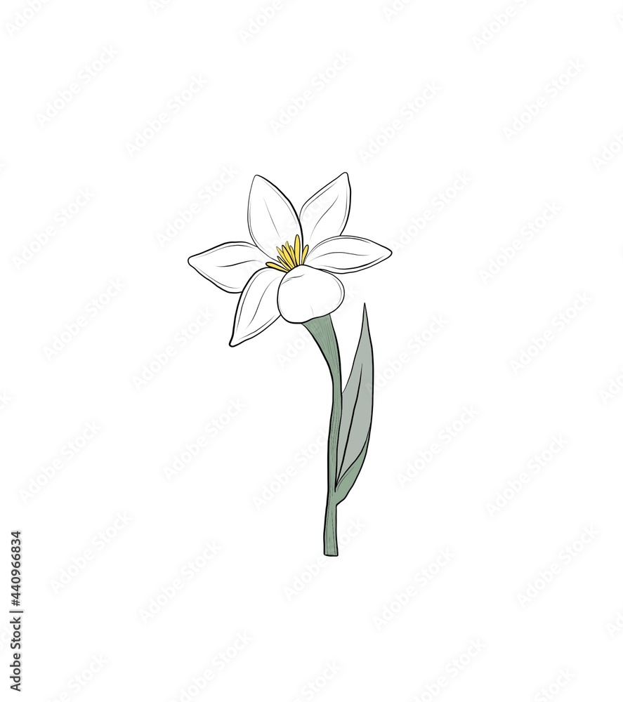 Tuberose flower illustration single plant