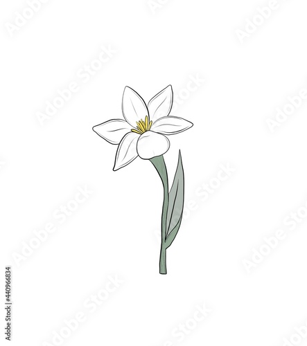 Tuberose flower illustration single plant