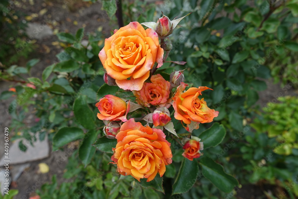 Group of bright orange flowers of garden roses in October Group of bright orange flowers of garden roses in October