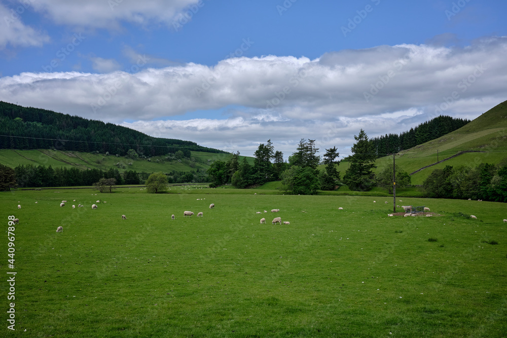 Flock of sheep grazing at Bentpath