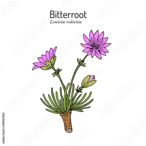 Bitterroot Lewisia rediviva , Official State Flower of Montana photo