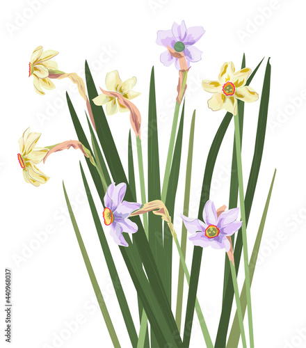 Bouquet daffodils (narcissus), white paperwhite flowers with green leaves. First spring blossom, symbol of Christmas. Digital illustration in watercolor style for wedding anniversary, vintage, vector