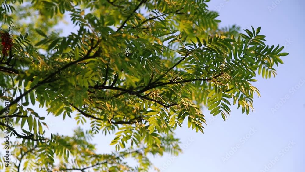 Green leaves on the branches of a tree against the blue sky at sunset time. Summer nature background, close-up Green leaves on the branches of a tree against the blue sky at sunset time. Summer nature background, close-up