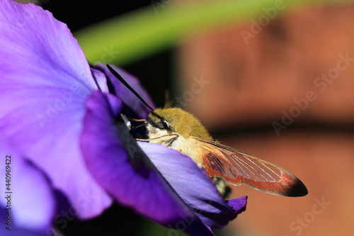 Broad-bordered bee hawk-moth on a plant
