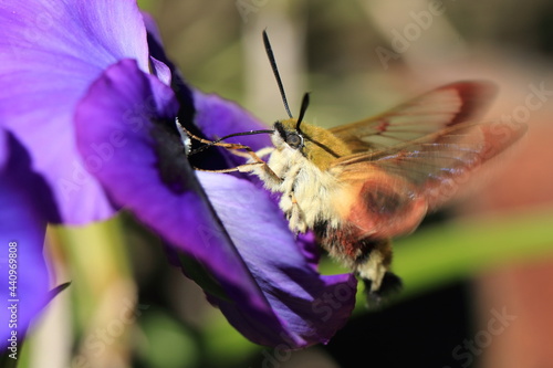 Broad-bordered bee hawk-moth on a plant