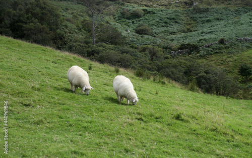 Ovejas en el campo