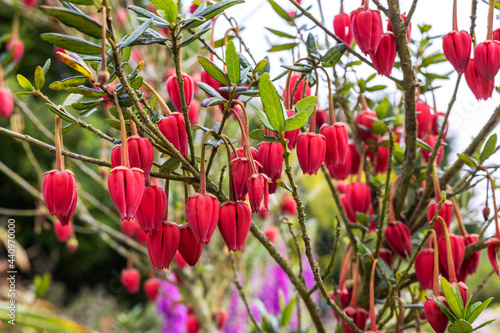 Lantern-shaped, crimson flowers of Chilean Lantern Tree Crinodendron hookerianum growing in an English garden. photo