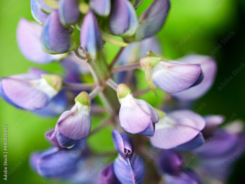 Obraz premium Lupine