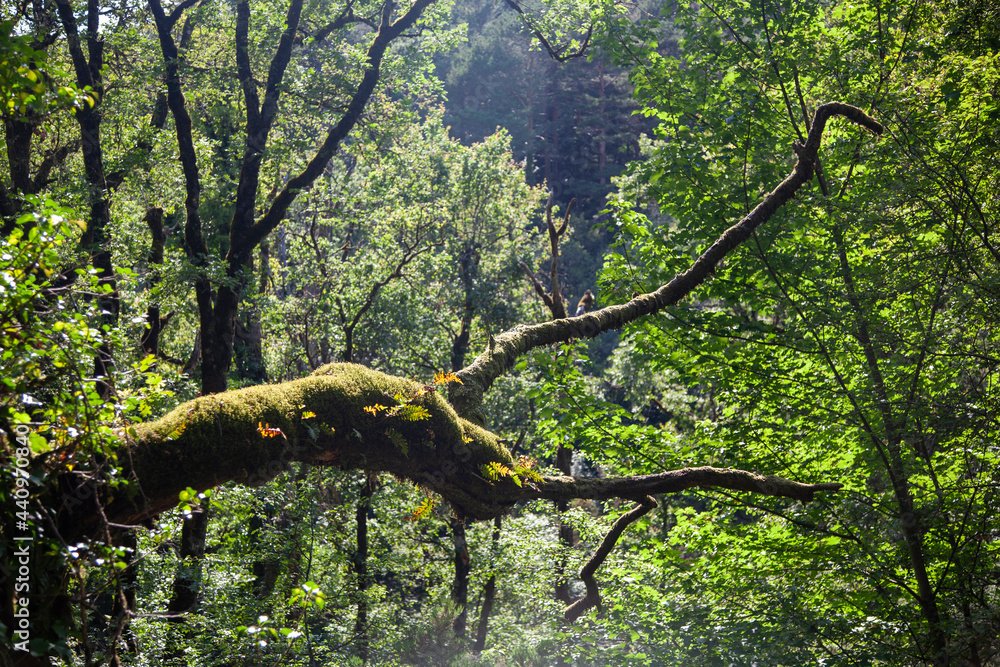 Fototapeta premium Tree Branch 