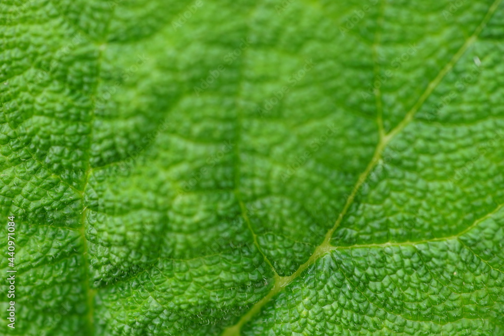 Green natural background with burdock leaf closeup Green natural background with burdock leaf closeup