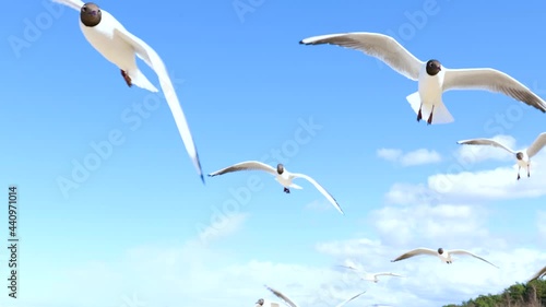 A white seagull hover soaring in the summer blue sky, bird flying in sky over coast of Baltic Sea. Slow Motion