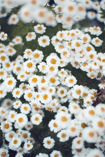 Group of daisy flowers in the field, top view